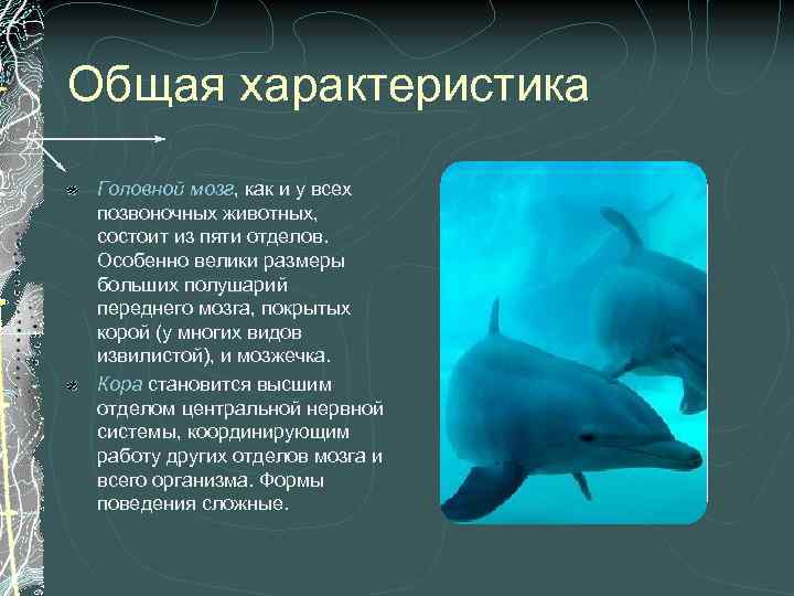 Класс млекопитающие общая характеристика биология 7 класс презентация