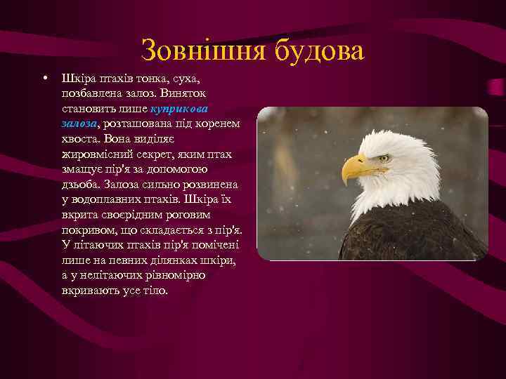 Зовнішня будова • Шкіра птахів тонка, суха, позбавлена залоз. Виняток становить лише куприкова залоза,