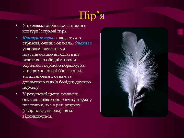 Пір’я • • • У переважної більшості птахів є контурні і пухові пера. Контурне