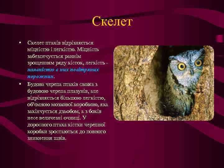 Скелет • • Скелет птахів відрізняється міцністю і легкістю. Міцність забезпечується раннім зрощенням ряду