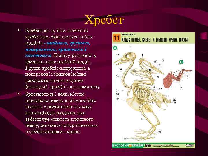 Хребет • • Хребет, як і у всіх наземних хребетних, складається з п'яти відділів