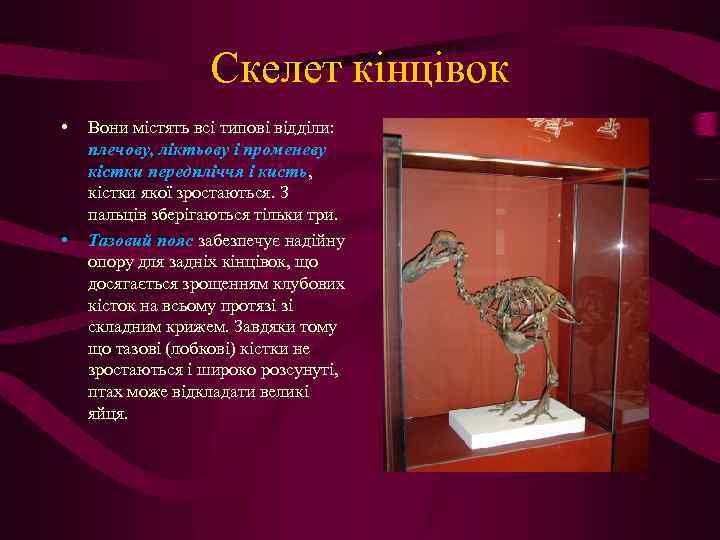 Скелет кінцівок • • Вони містять всі типові відділи: плечову, ліктьову і променеву кістки