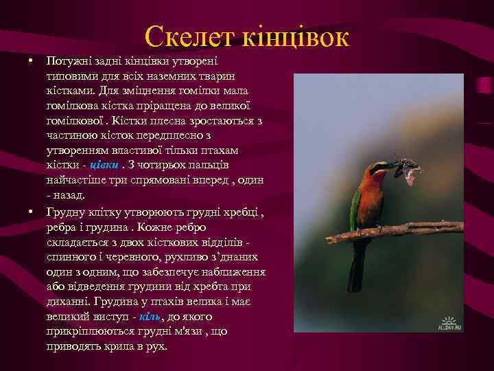 Скелет кінцівок • • Потужні задні кінцівки утворені типовими для всіх наземних тварин кістками.