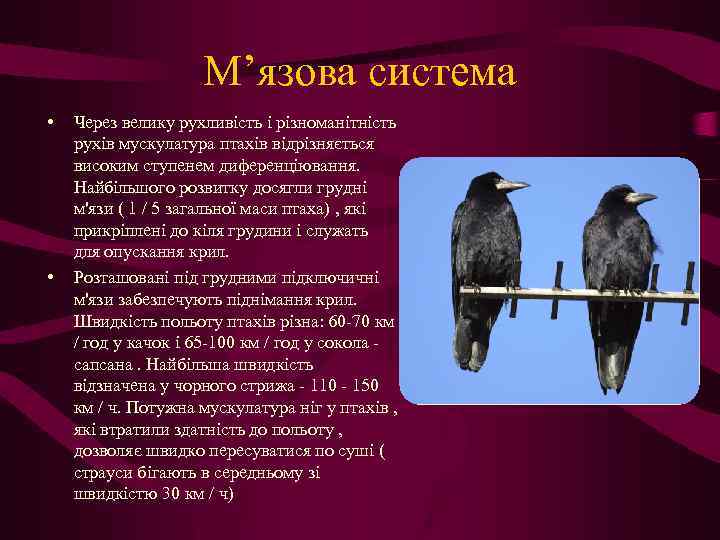 М’язова система • • Через велику рухливість і різноманітність рухів мускулатура птахів відрізняється високим