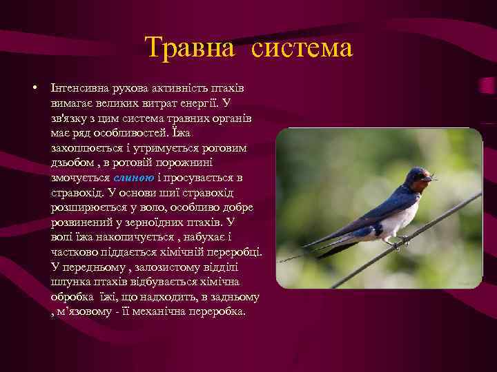 Травна система • Інтенсивна рухова активність птахів вимагає великих витрат енергії. У зв'язку з