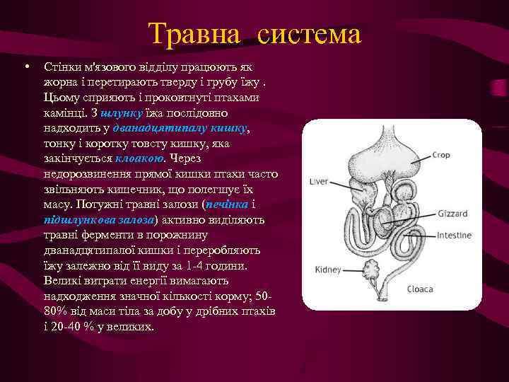 Травна система • Стінки м'язового відділу працюють як жорна і перетирають тверду і грубу