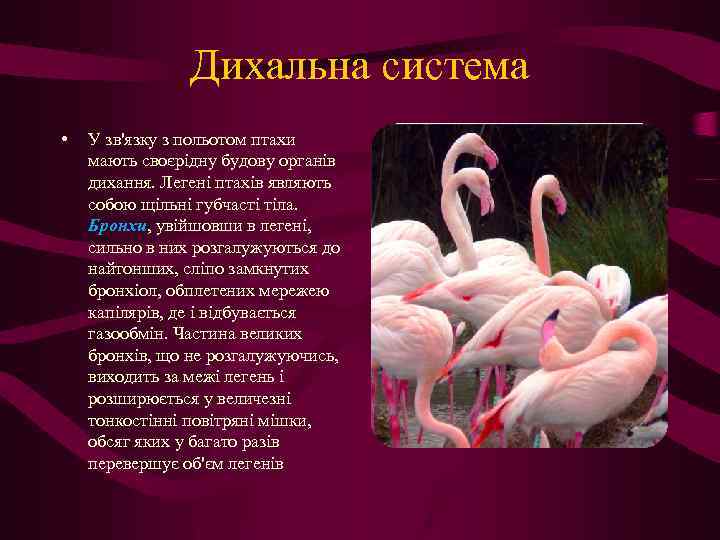 Дихальна система • У зв'язку з польотом птахи мають своєрідну будову органів дихання. Легені