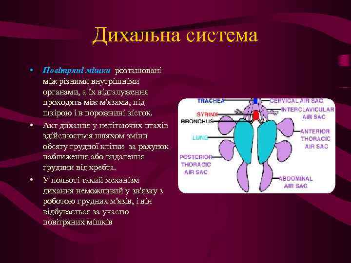 Дихальна система • • • Повітряні мішки розташовані між різними внутрішніми органами, а їх