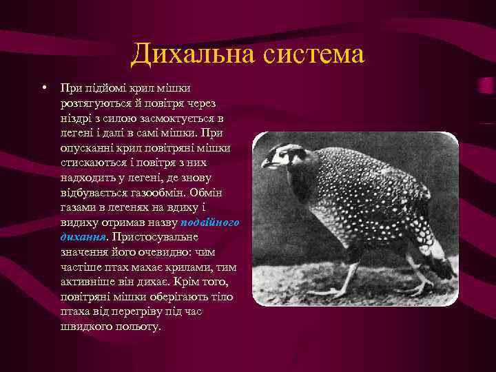 Дихальна система • При підйомі крил мішки розтягуються й повітря через ніздрі з силою