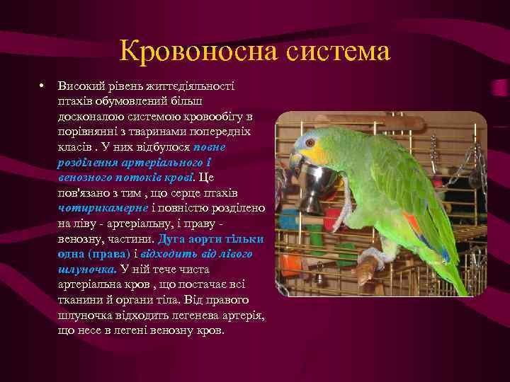 Кровоносна система • Високий рівень життєдіяльності птахів обумовлений більш досконалою системою кровообігу в порівнянні