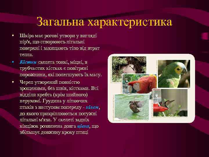 Загальна характеристика • • • Шкіра має рогові утвори у вигляді пір'я, що створюють