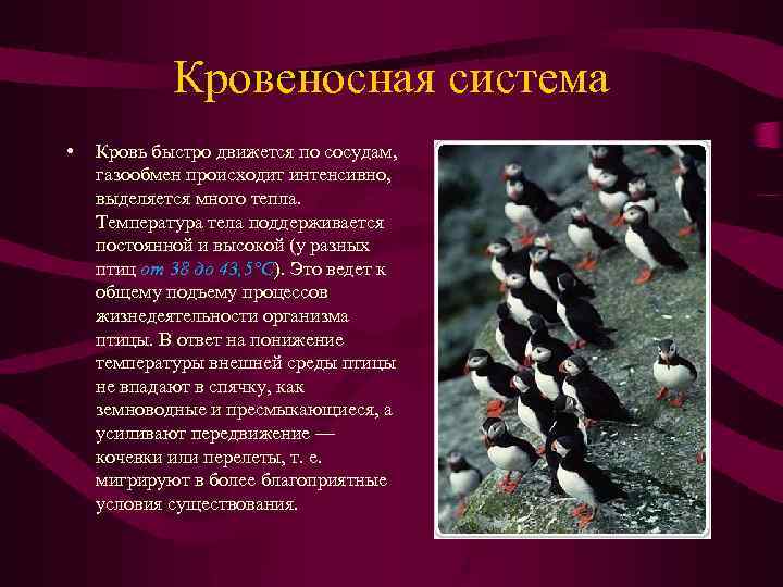 Кровеносная система • Кровь быстро движется по сосудам, газообмен происходит интенсивно, выделяется много тепла.