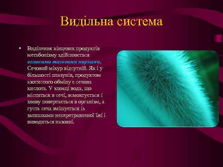 Видільна система • Виділення кінцевих продуктів метаболізму здійснюється великими тазовими нирками. Сечовий міхур відсутній.