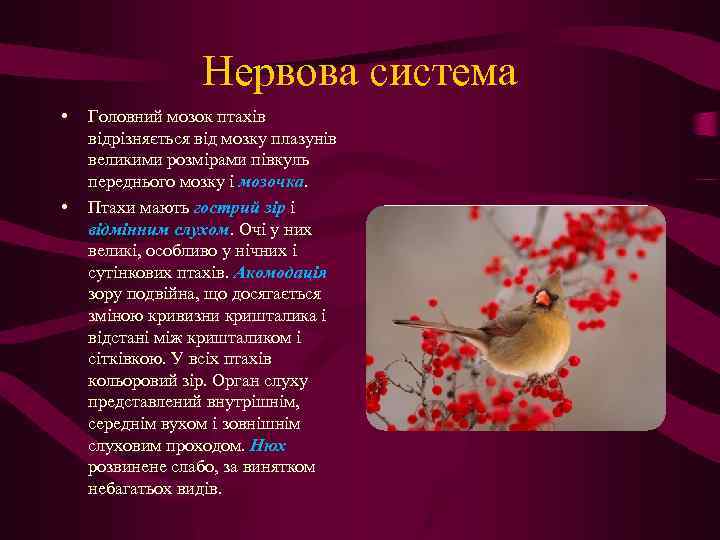 Нервова система • • Головний мозок птахів відрізняється від мозку плазунів великими розмірами півкуль