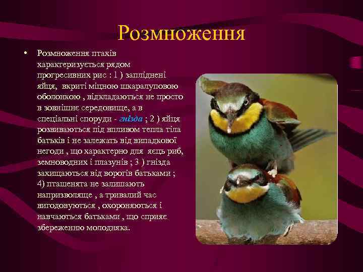 Розмноження • Розмноження птахів характеризується рядом прогресивних рис : 1 ) запліднені яйця, вкриті