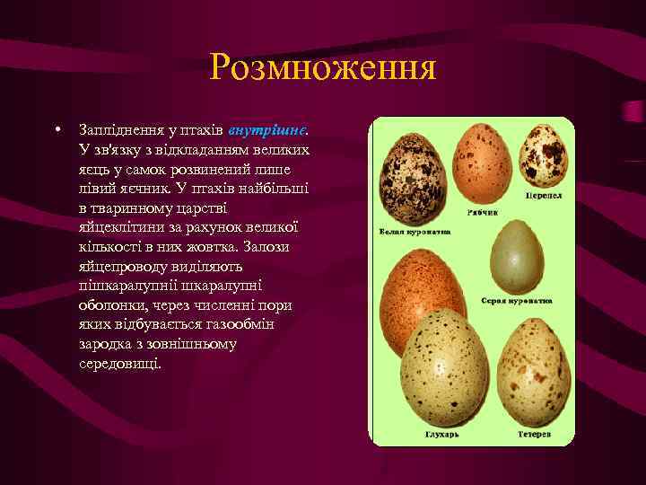 Розмноження • Запліднення у птахів внутрішнє. У зв'язку з відкладанням великих яєць у самок