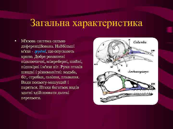 Загальна характеристика • М'язова система сильно диференційована. Найбільші м'язи - грудні, що опускають крило.