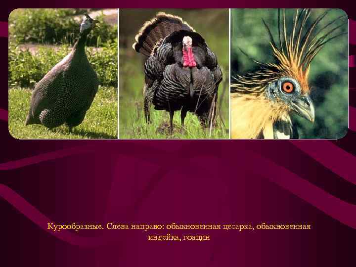 Курообразные. Слева направо: обыкновенная цесарка, обыкновенная индейка, гоацин 