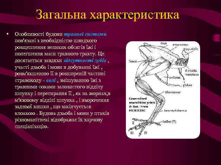 Загальна характеристика • Особливості будови травної системи пов'язані з необхідністю швидкого розщеплення великих обсягів