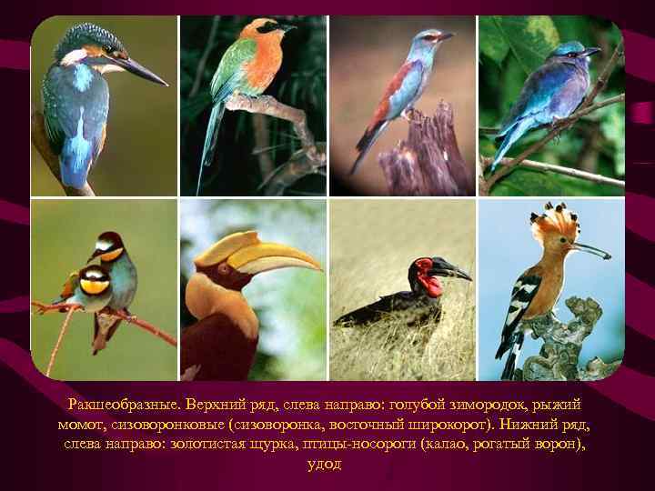 Ракшеобразные. Верхний ряд, слева направо: голубой зимородок, рыжий момот, сизоворонковые (сизоворонка, восточный широкорот). Нижний