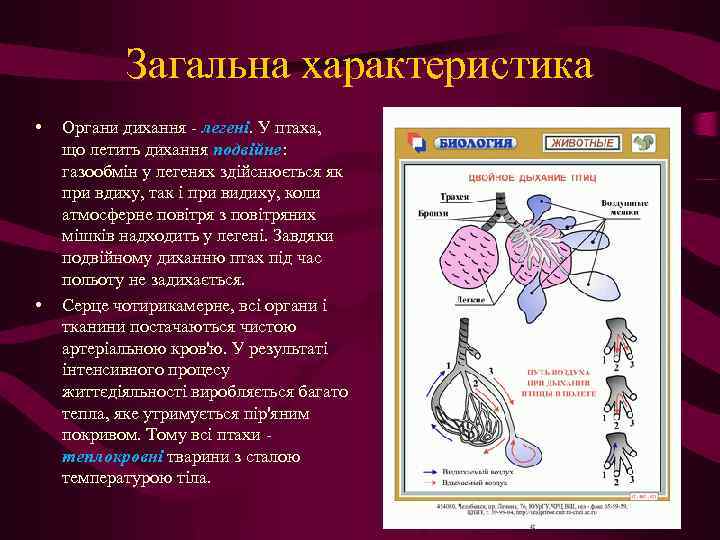 Загальна характеристика • • Органи дихання - легені. У птаха, що летить дихання подвійне: