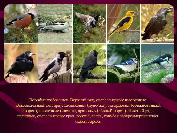 Воробьинообразные. Верхний ряд, слева направо: вьюрковые (обыкновенный снегирь), овсянковые (пуночка), скворцовые (обыкновенный скворец), иволговые