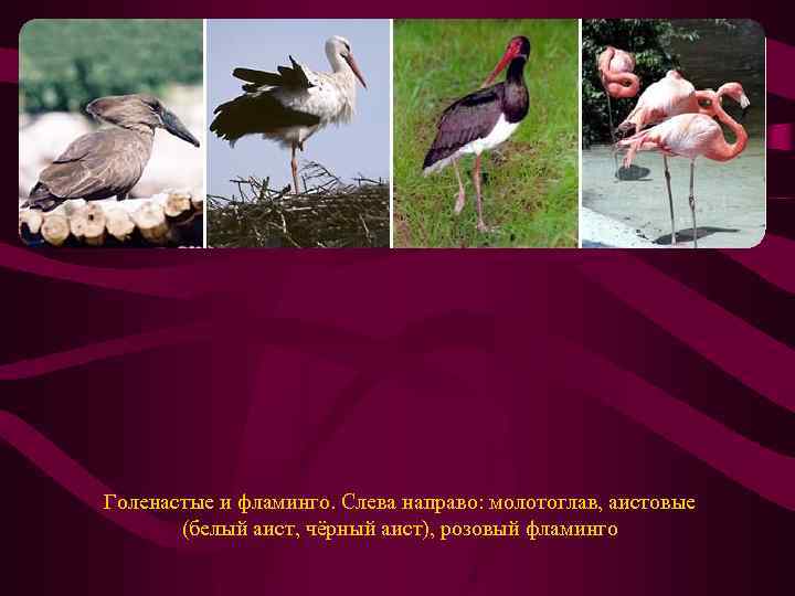 Голенастые и фламинго. Слева направо: молотоглав, аистовые (белый аист, чёрный аист), розовый фламинго 