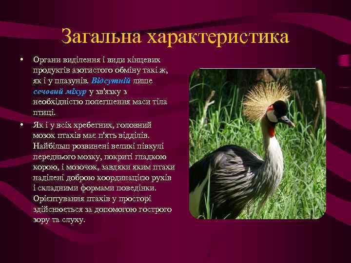 Загальна характеристика • • Органи виділення і види кінцевих продуктів азотистого обміну такі ж,