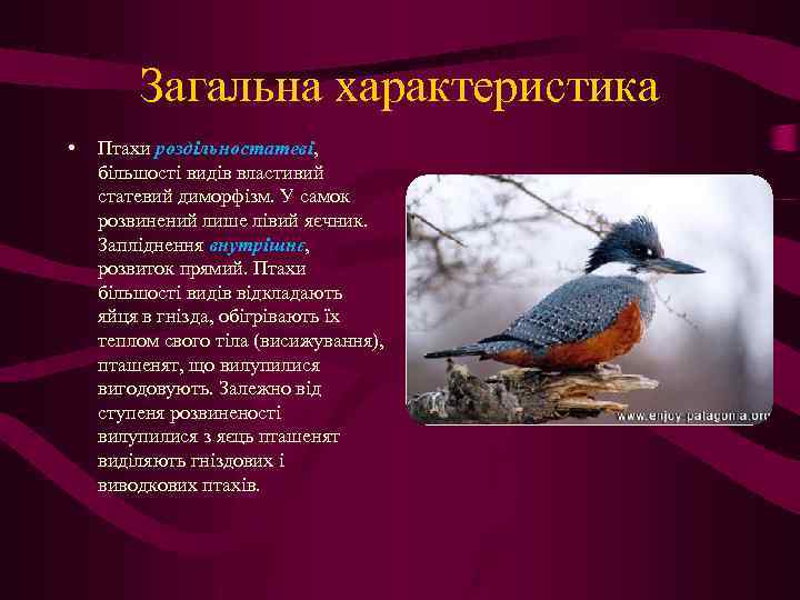 Загальна характеристика • Птахи роздільностатеві, більшості видів властивий статевий диморфізм. У самок розвинений лише