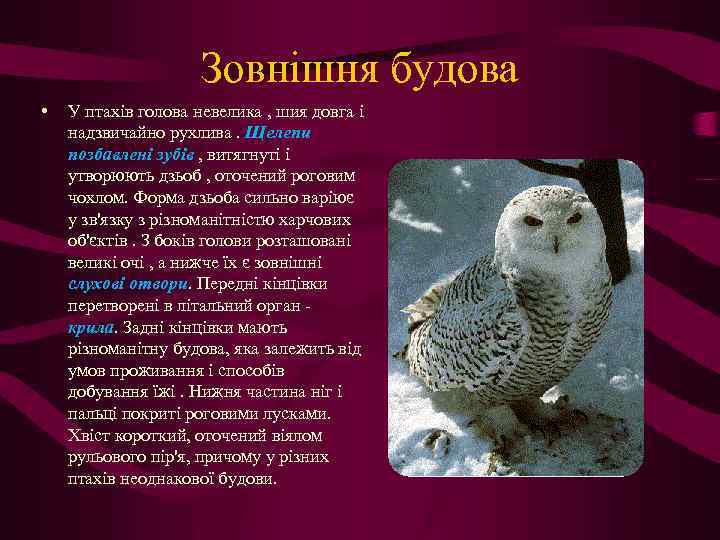 Зовнішня будова • У птахів голова невелика , шия довга і надзвичайно рухлива. Щелепи