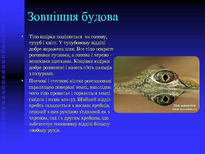 Зовнішня будова • • Тіло ящірки поділяється на голову, тулуб і хвіст. У тулубовому