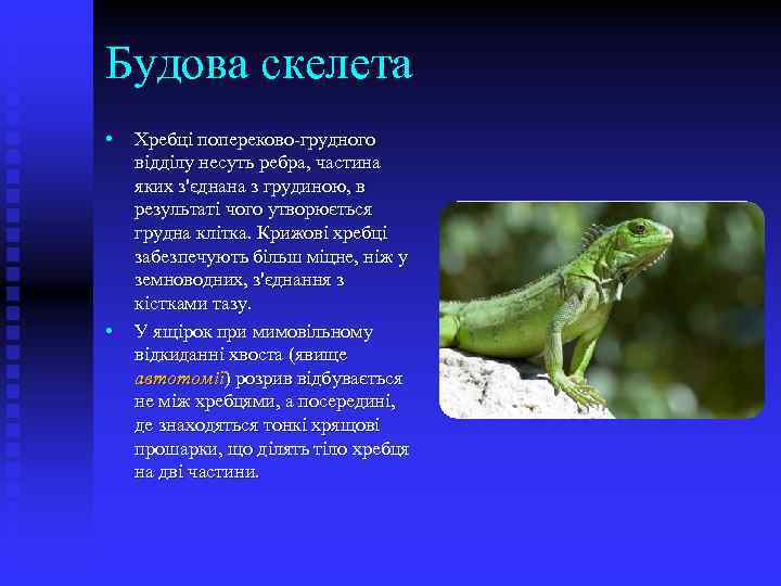 Будова скелета • • Хребці попереково-грудного відділу несуть ребра, частина яких з'єднана з грудиною,