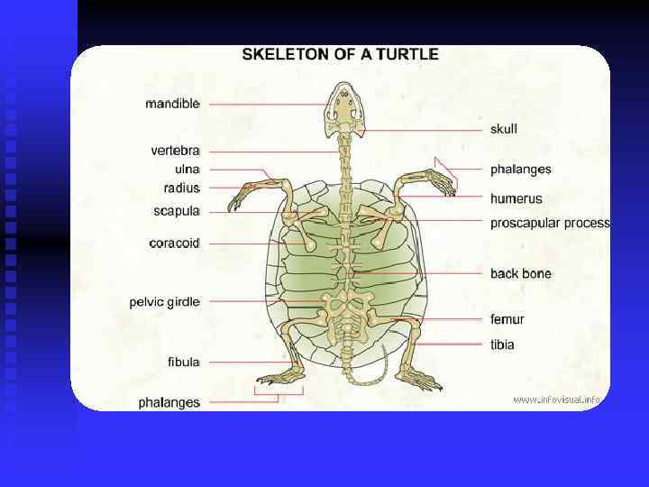 Дыхательная система черепах. Скелет черепахи анатомия. Скелет и внутреннее строение черепахи. Внутреннее строение морских черепах. Строение панциря черепах.