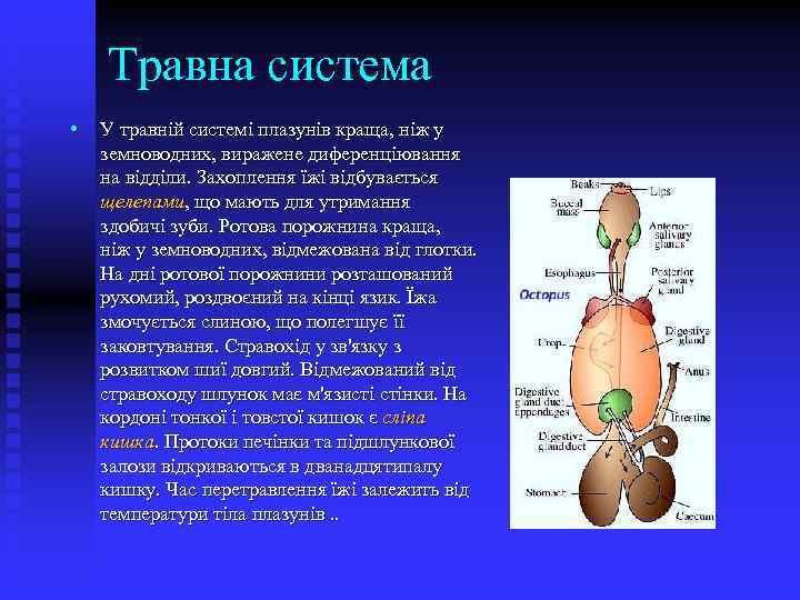 Травна система • У травній системі плазунів краща, ніж у земноводних, виражене диференціювання на