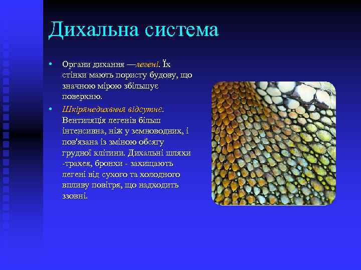 Дихальна система • • Органи дихання —легені. Їх стінки мають пористу будову, що значною