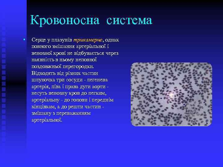 Кровоносна система • Серце у плазунів трикамерне, однак повного змішання артеріальної і венозної крові