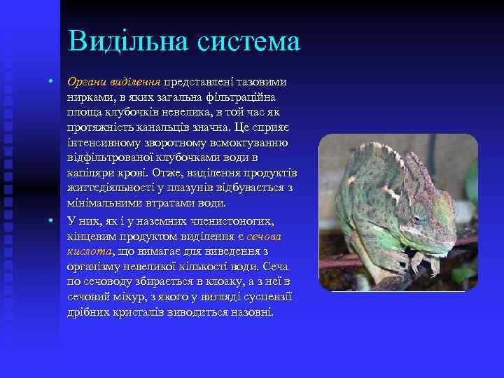 Видільна система • • Органи виділення представлені тазовими нирками, в яких загальна фільтраційна площа