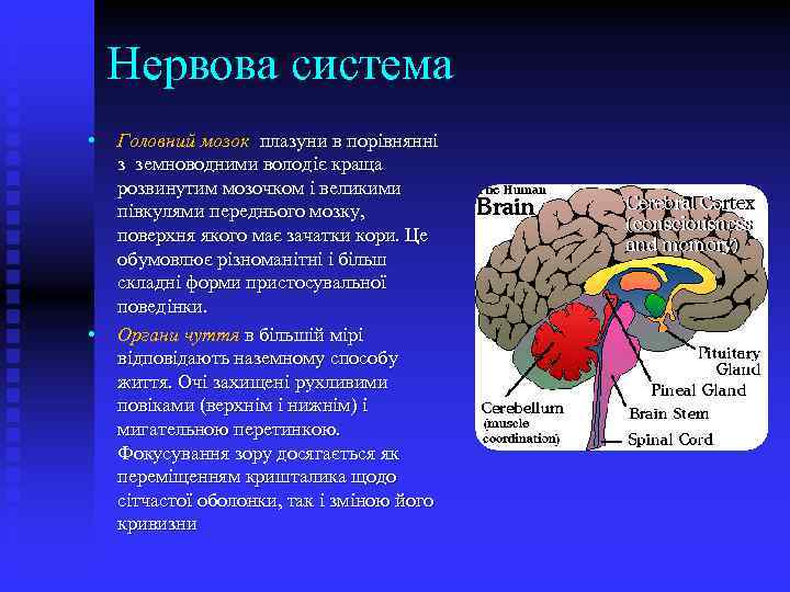 Нервова система • • Головний мозок плазуни в порівнянні з земноводними володіє краща розвинутим