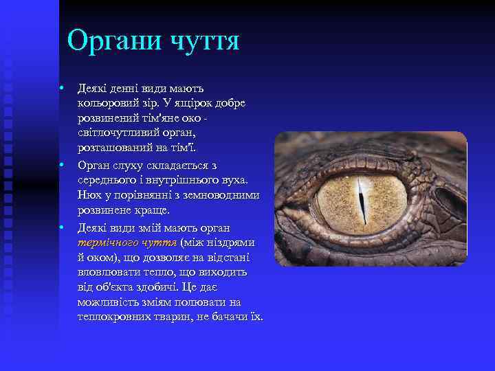 Органи чуття • • • Деякі денні види мають кольоровий зір. У ящірок добре