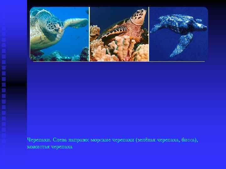 Черепахи. Слева направо: морские черепахи (зелёная черепаха, бисса), кожистая черепаха 