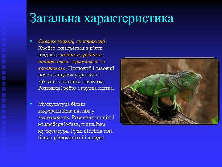 Загальна характеристика • • Скелет міцний, скостенілий. Хребет складається з п’яти відділів: шийного, грудного,