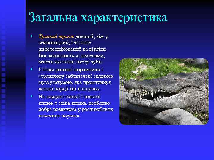 Загальна характеристика • • • Травний тракт довший, ніж у земноводних, і чіткіше диференційований