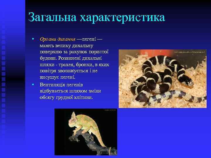 Загальна характеристика • • Органи дихання —легені — мають велику дихальну поверхню за рахунок