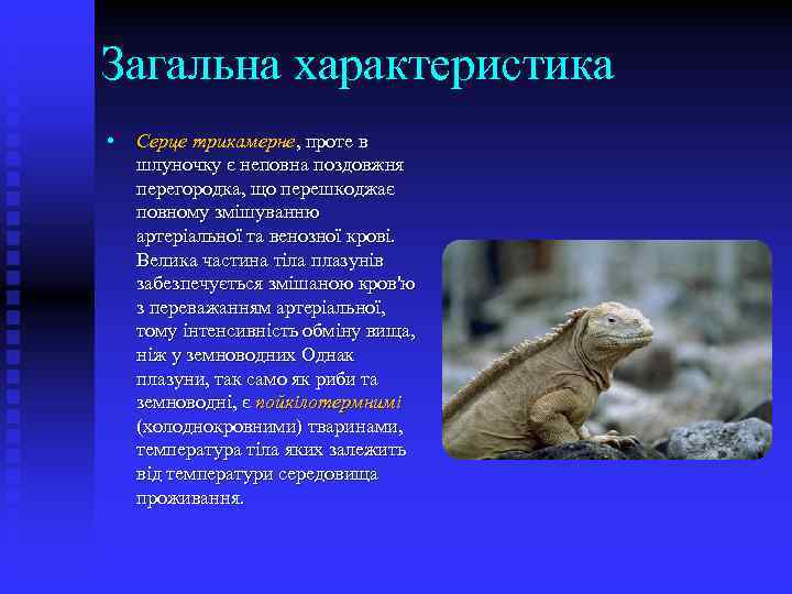 Загальна характеристика • Серце трикамерне, проте в шлуночку є неповна поздовжня перегородка, що перешкоджає