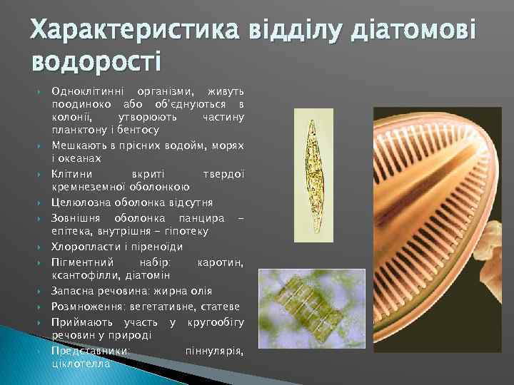 Характеристика відділу діатомові водорості Одноклітинні організми, живуть поодиноко або об'єднуються в колонії, утворюють частину