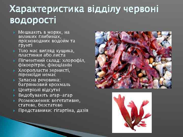 Характеристика відділу червоні водорості Мешкають в морях, на великих глибинах, прісноводних водойм та грунті