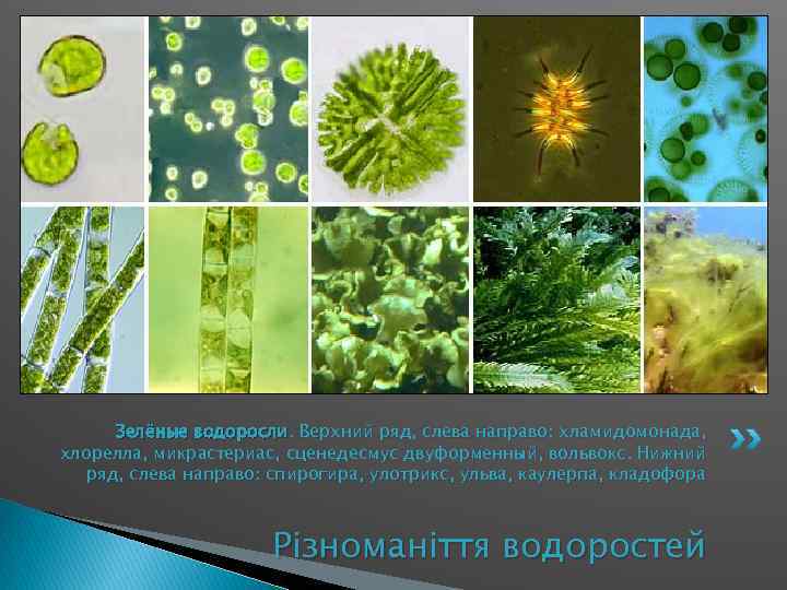 Зелёные водоросли. Верхний ряд, слева направо: хламидомонада, хлорелла, микрастериас, сценедесмус двуформенный, вольвокс. Нижний ряд,