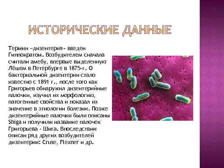 Термин «дизентерия» введен Гиппократом. Возбудителем сначала считали амебу, впервые выделенную Лёшем в Петербурге в