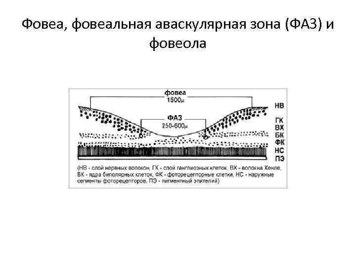 Фовеа, фовеальная аваскулярная зона (ФАЗ) и фовеола 