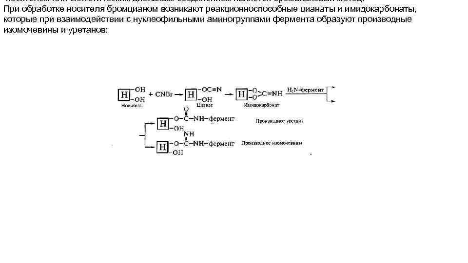 носителем или синтетическим диольным соединением является бромциановый метод. При обработке носителя бромцианом возникают реакционноспособные